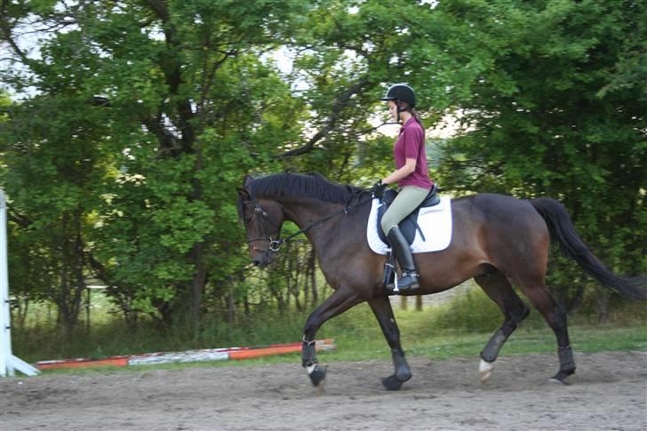 Trakehner Ultimo Skovmosegaard billede 8