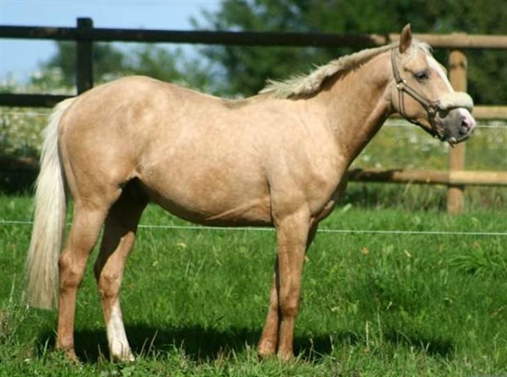 Palomino Kvolsbæk's Don DaVinci - Sådan jeg ser ud nu - 310808 billede 18