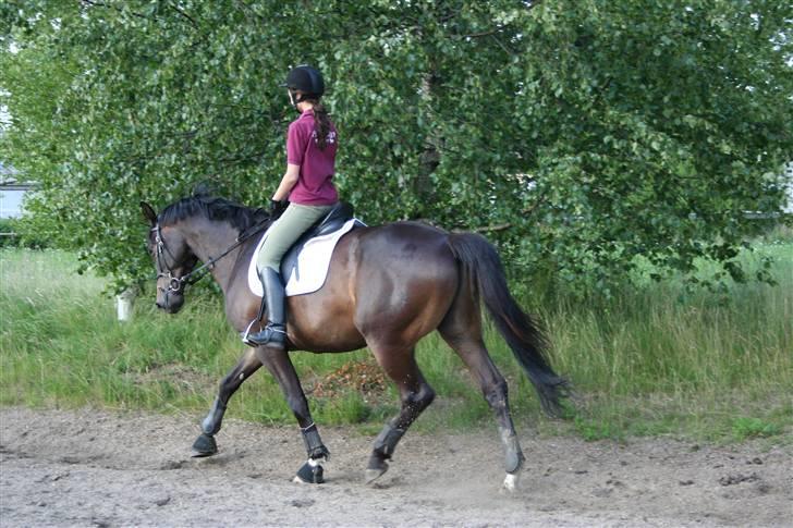 Trakehner Ultimo Skovmosegaard billede 9