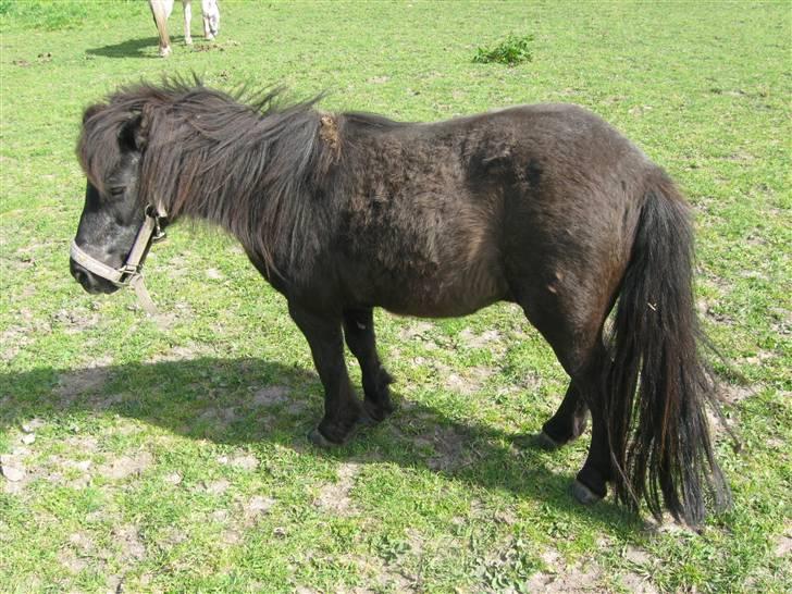 Shetlænder Lotte billede 2