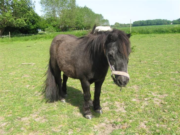 Shetlænder Lotte billede 3