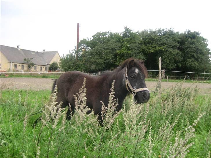 Shetlænder Lotte billede 4