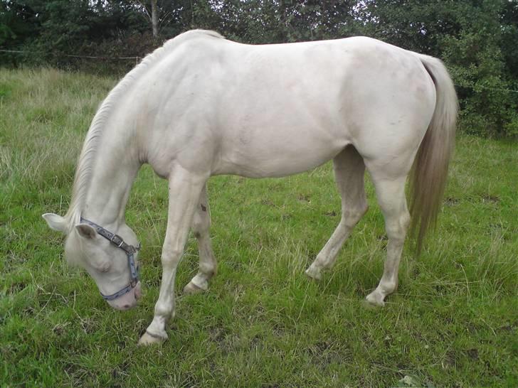 Palomino Millenium - det smager bare så godt billede 15