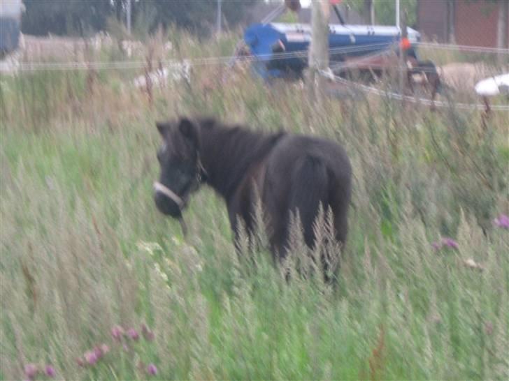 Shetlænder Lotte billede 7