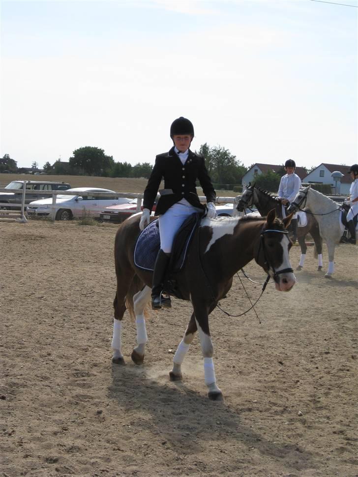 Pinto Svalebo´s Sundance - opvarmning til kvadrille :D:D billede 14