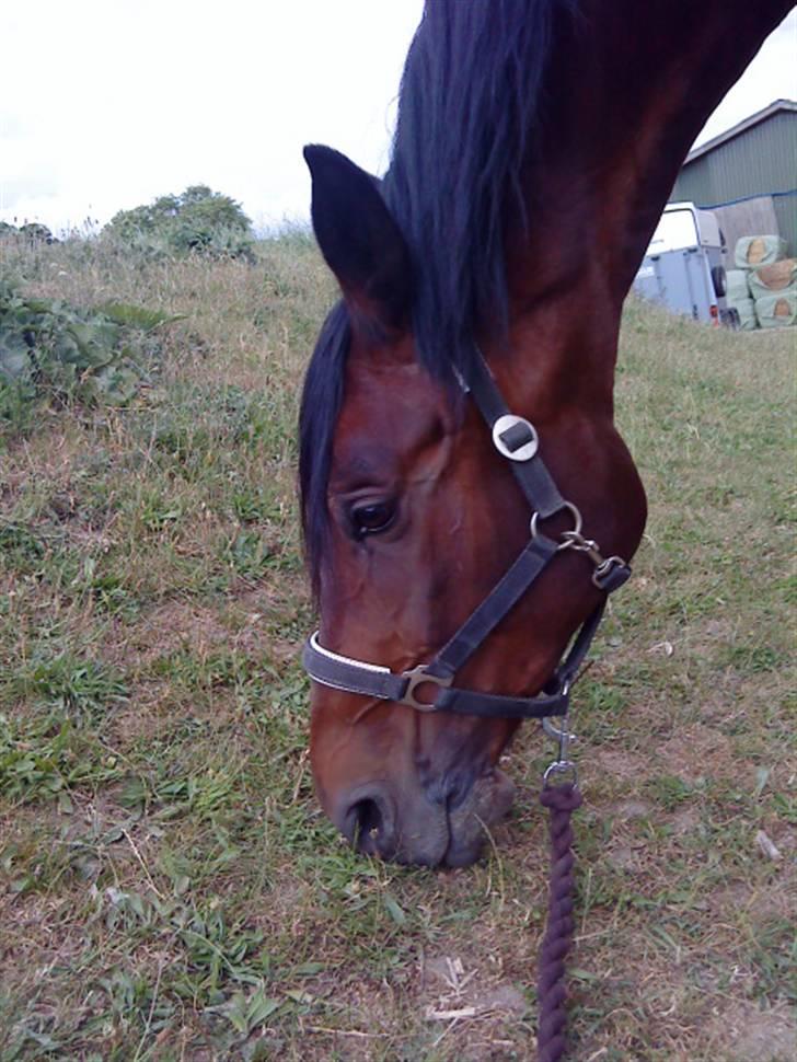 Anden særlig race Malpa  (SOLGT) billede 1