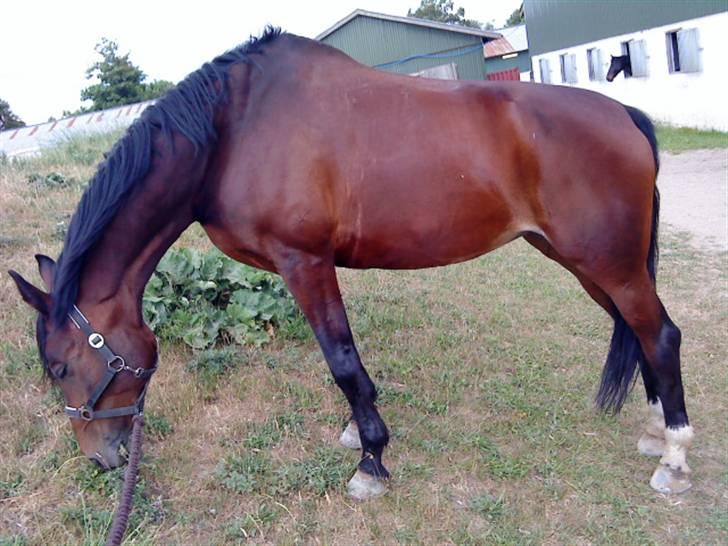 Anden særlig race Malpa  (SOLGT) billede 2