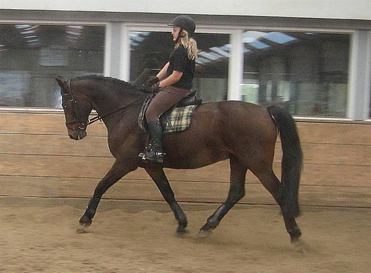 Anden særlig race Midnight Teardrop - Trav billede 12