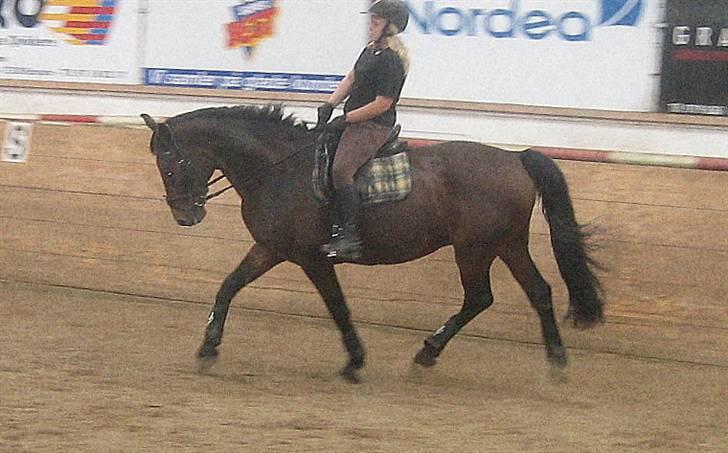 Anden særlig race Midnight Teardrop billede 13