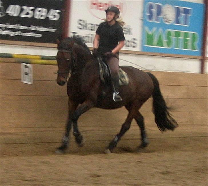 Anden særlig race Midnight Teardrop billede 15