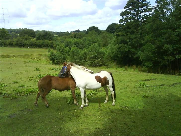 Anden særlig race Zindy - Zindy og Michelle nusser hinanden på folden.  billede 2
