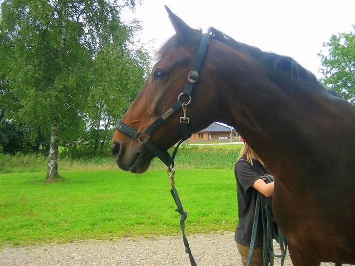 Anden særlig race Midnight Teardrop - Udenfor. billede 16