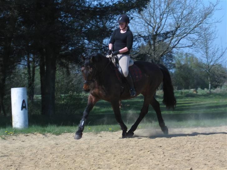 Anden særlig race Midnight Teardrop billede 17