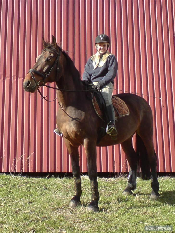 Anden særlig race Midnight Teardrop billede 18