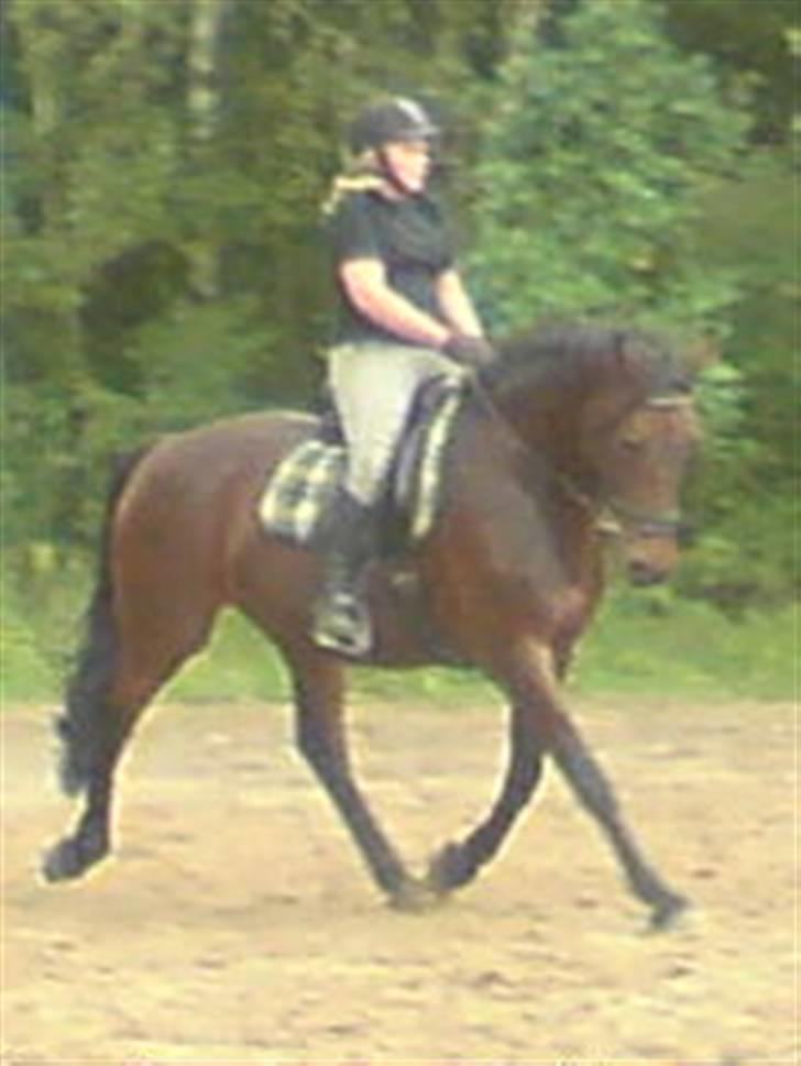 Anden særlig race Midnight Teardrop - Træning på springbane. billede 19