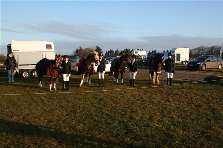 New Forest Lucky Lunde billede 15