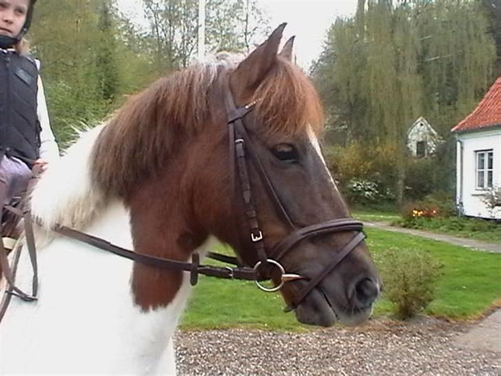 Anden særlig race Zindy - Zindys smukke brune hoved.   billede 3