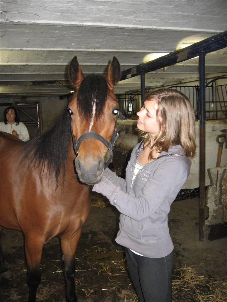 New Forest Lucky Lunde billede 16