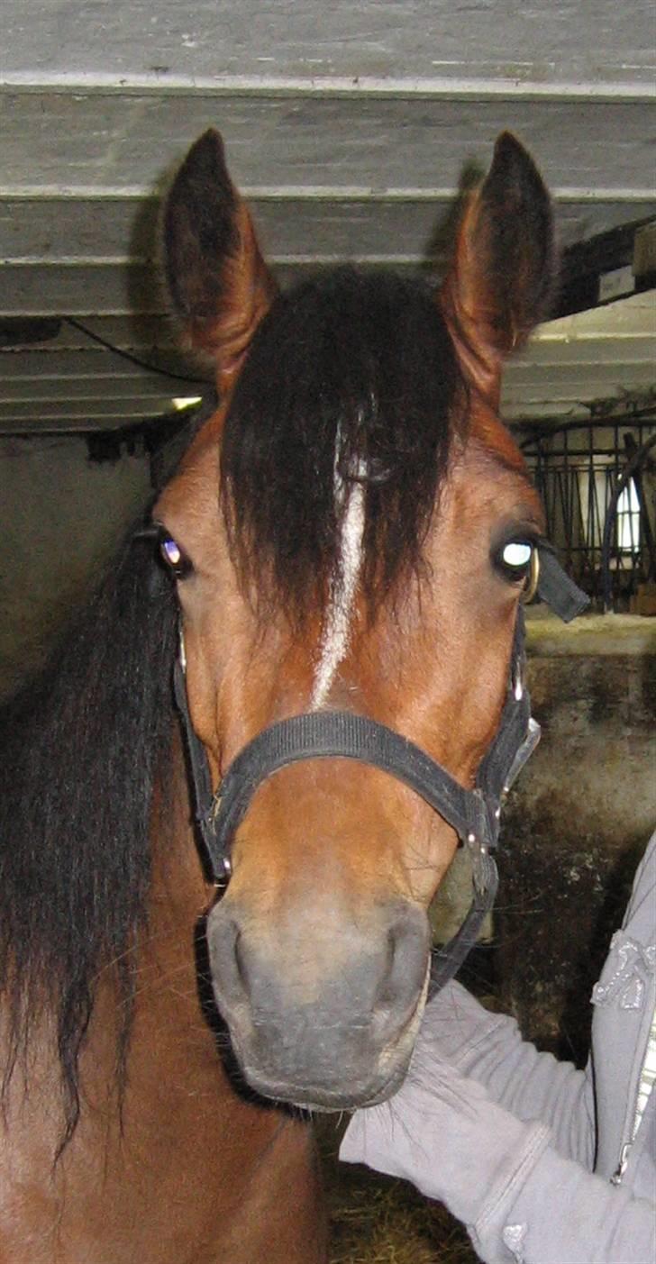 New Forest Lucky Lunde billede 17