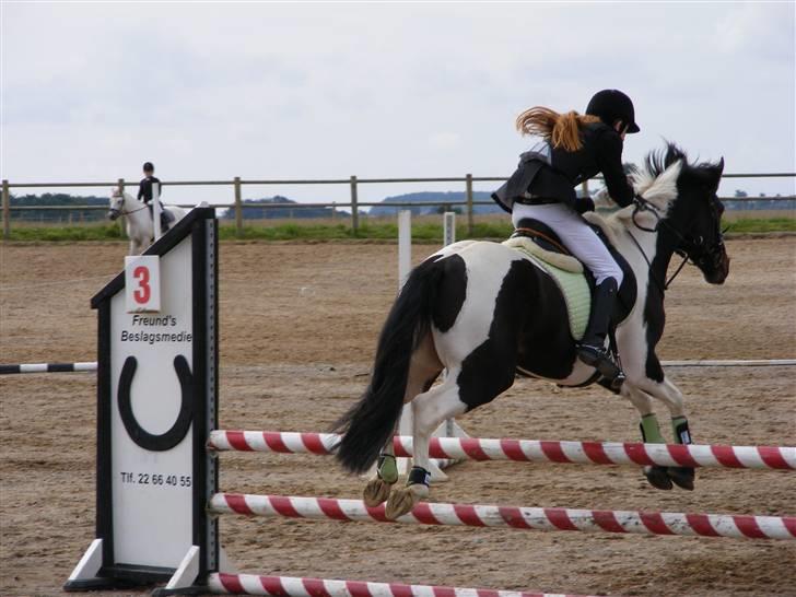 Anden særlig race Pingo - 16# Pingo i Hedensted d. 24 august. Han var rigtig fin.. (:   foto: far billede 16