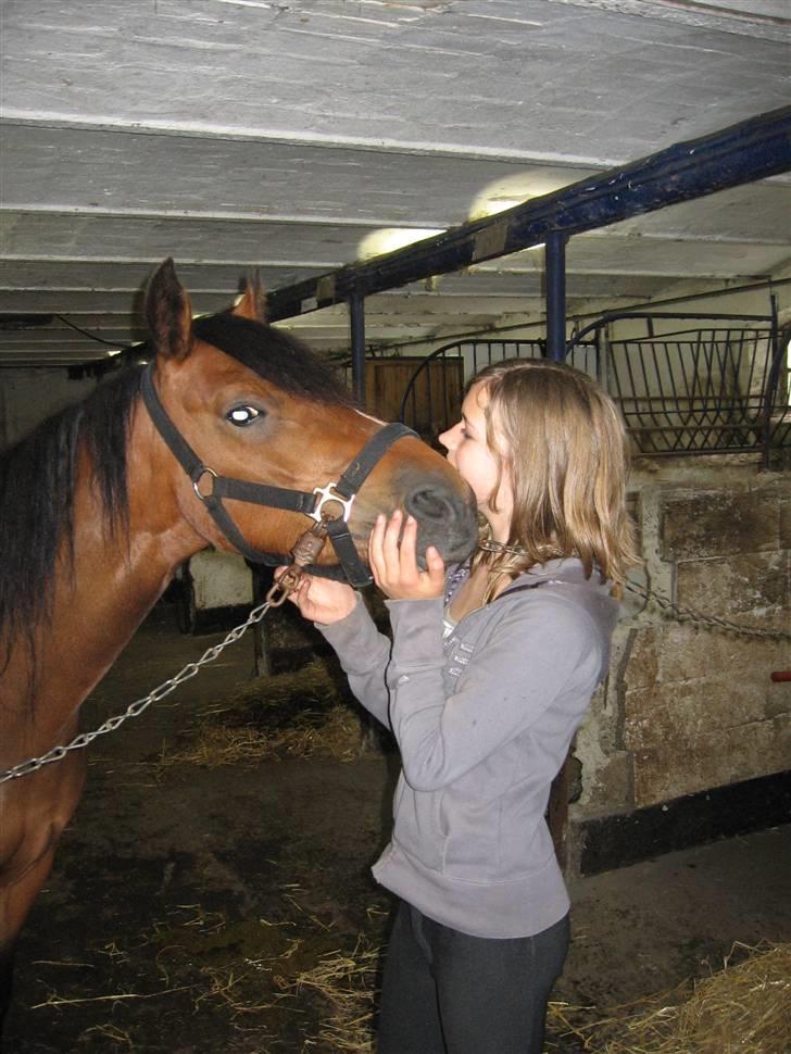 New Forest Lucky Lunde billede 18