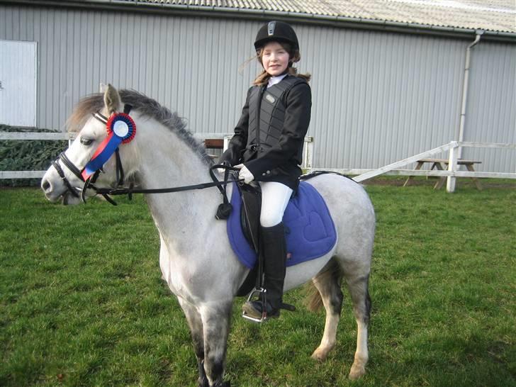 Welsh Pony (sec B) Gribsvads Nisa billede 17