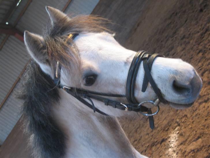Welsh Pony (sec B) Gribsvads Nisa - smuk som et stjerneskud. smukkere ser hun ud!!! billede 18