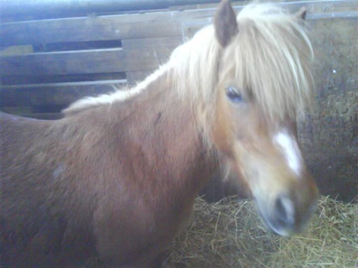 Shetlænder Annelundens Gry - Her er et billede fra da vi lige havde fået hende.. Hendes Pels var meget grim og hun var meget tynd..:( det er blevet bedre billede 2