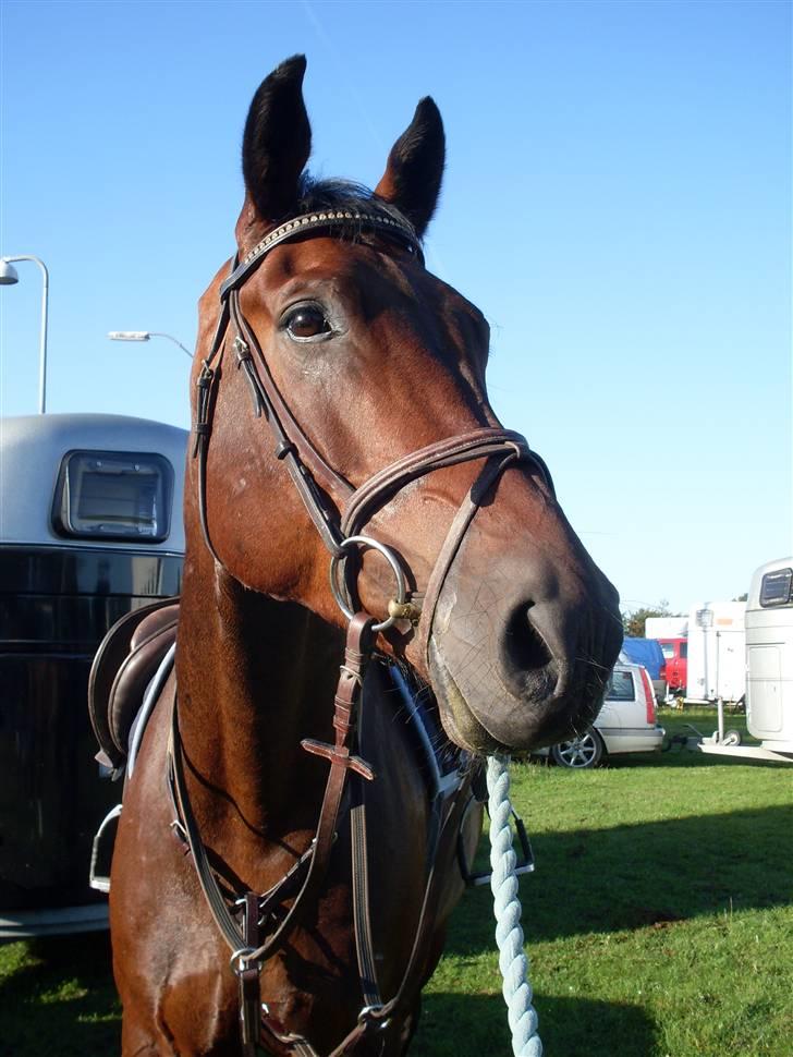 Oldenborg Thorup's Ulton - Allerupgaard d. 31/8-08 billede 2