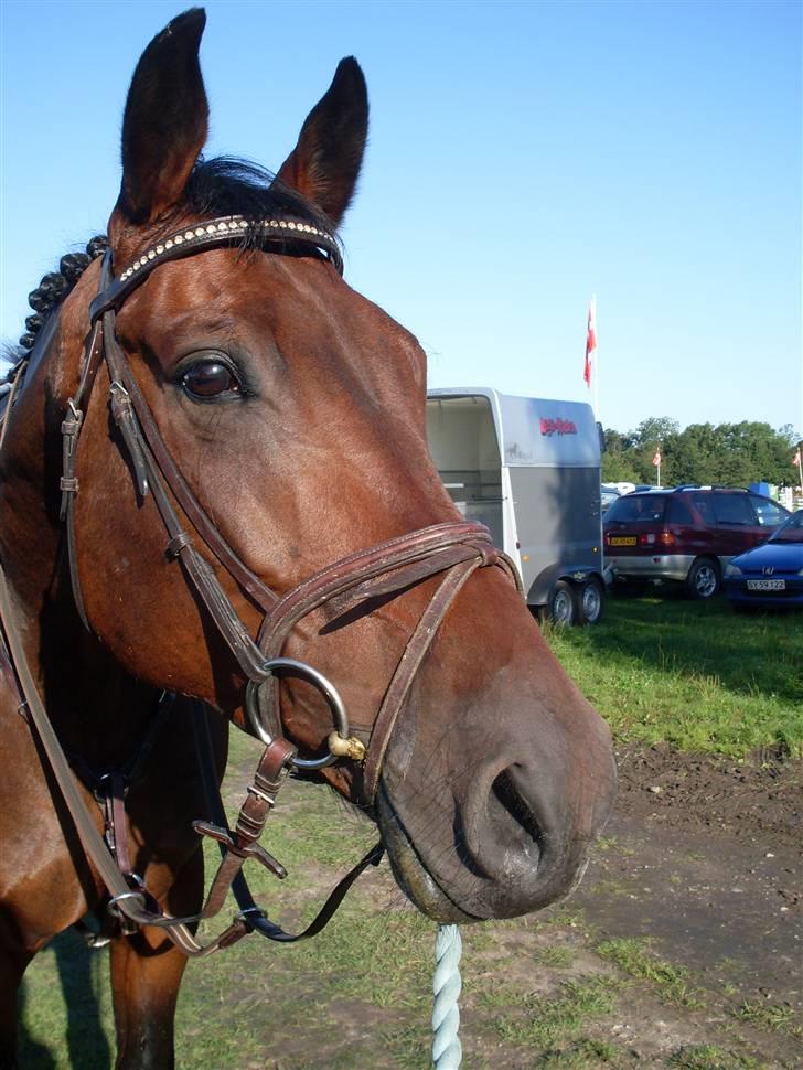 Oldenborg Thorup's Ulton - Allerupgaard d. 31/8-08 billede 3
