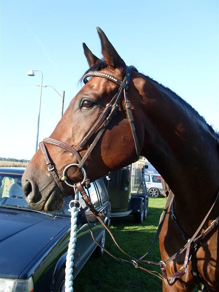 Oldenborg Thorup's Ulton - Allerupgaard d. 31/8-08 billede 4