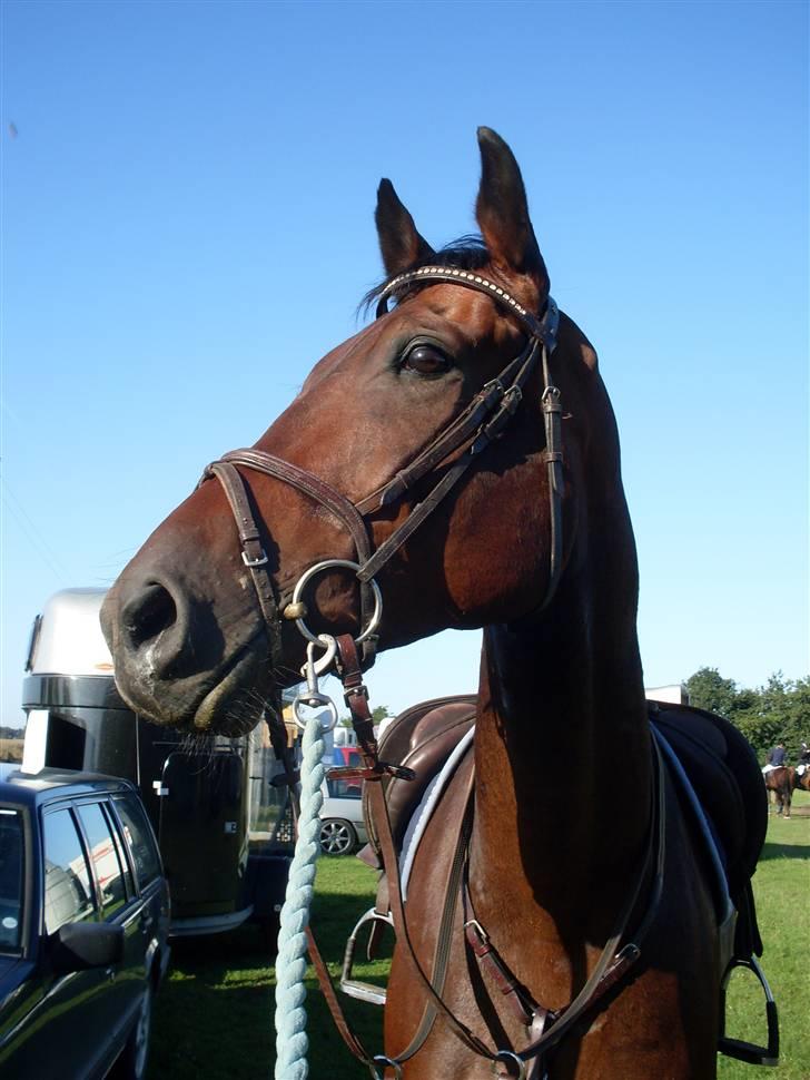 Oldenborg Thorup's Ulton - Allerupgaard d. 31/8-08 billede 5