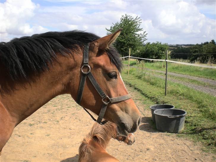 Anden særlig race Lady Dihantho *solgt* billede 1