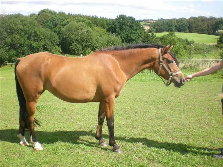 Anden særlig race Lady Dihantho *solgt* billede 2