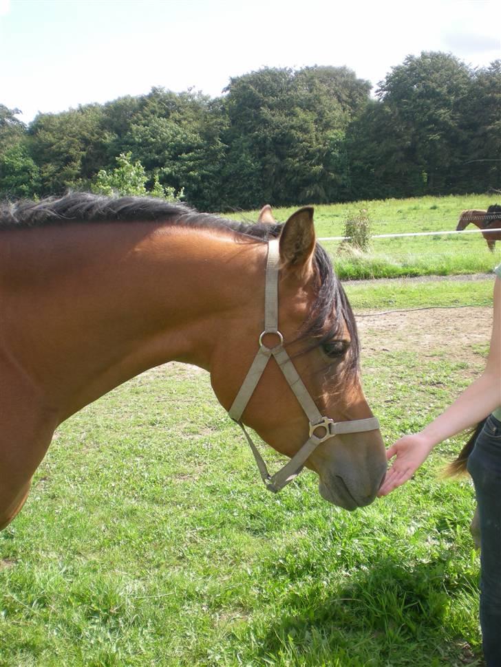 Anden særlig race Lady Dihantho *solgt* billede 3