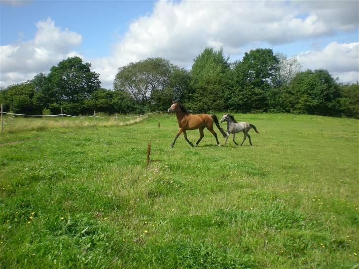 Anden særlig race Lady Dihantho *solgt* billede 4