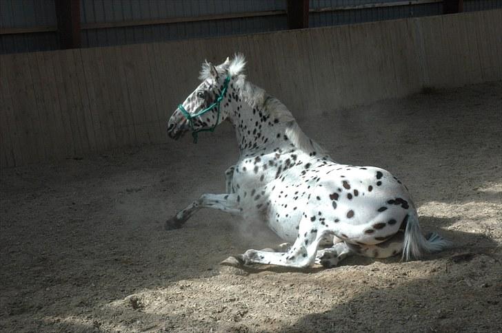 Knabstrupper Lion's Stip - Go´ morgen :P Sommer ´10 Taget af Mulle billede 7