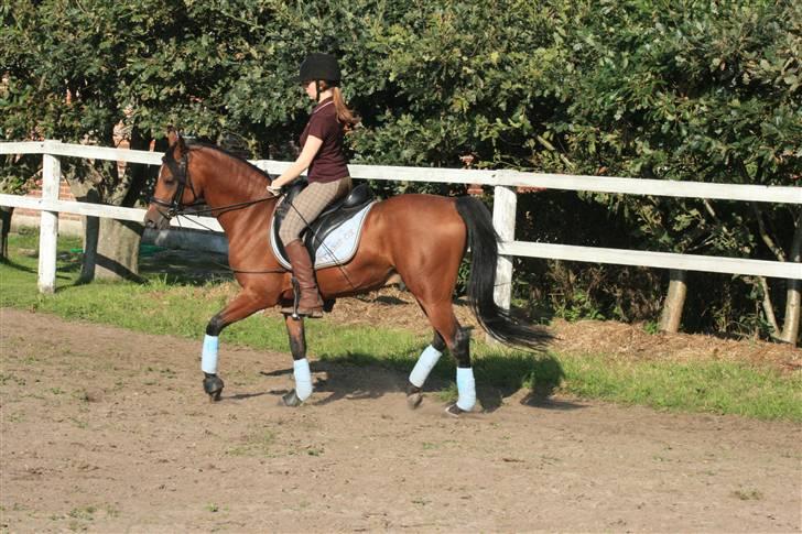 Arabisk fuldblod (OX) Fabhat  billede 16