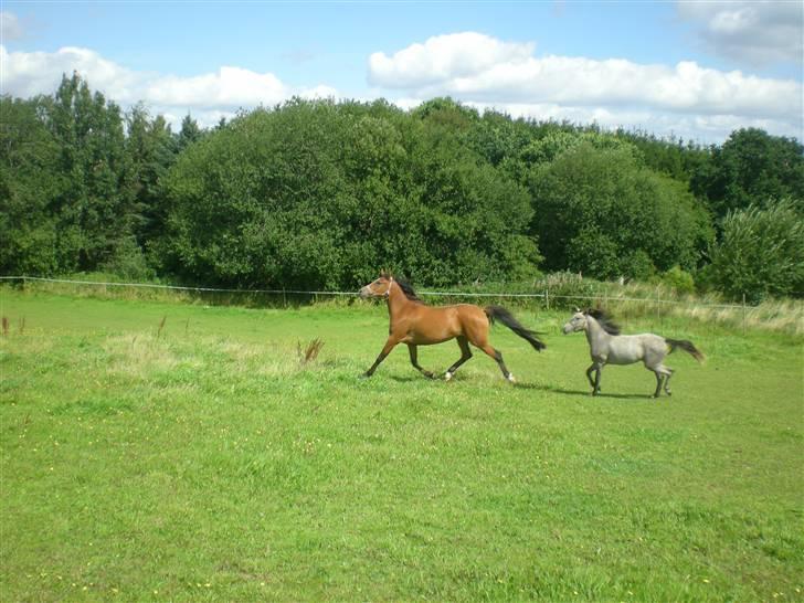 Anden særlig race Lady Dihantho *solgt* billede 5