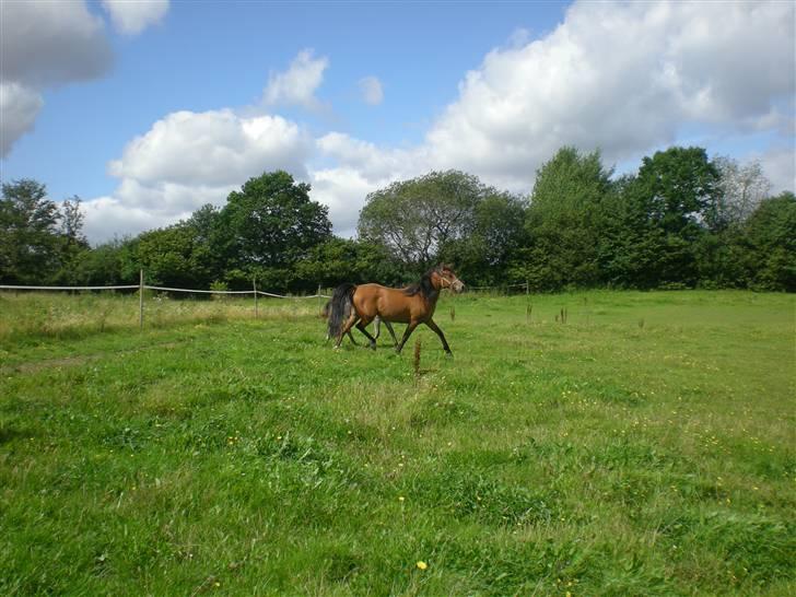 Anden særlig race Lady Dihantho *solgt* billede 6