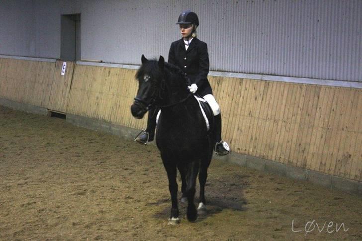 Anden særlig race Blade ( Solgt ) :( - dressur stævne ..frk billede 3