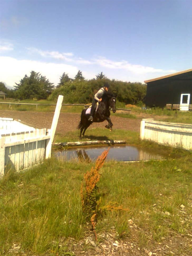 Anden særlig race Blade ( Solgt ) :( - her kommer vi billede 4