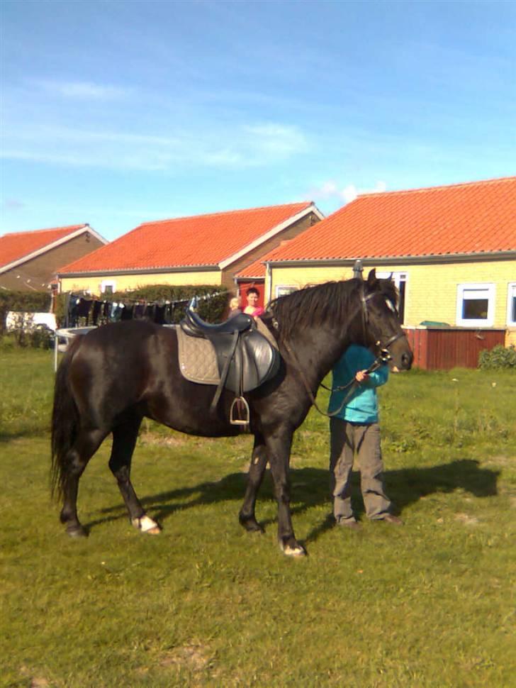 Anden særlig race Blade ( Solgt ) :( - blade uden for mit hus. . . :D billede 9