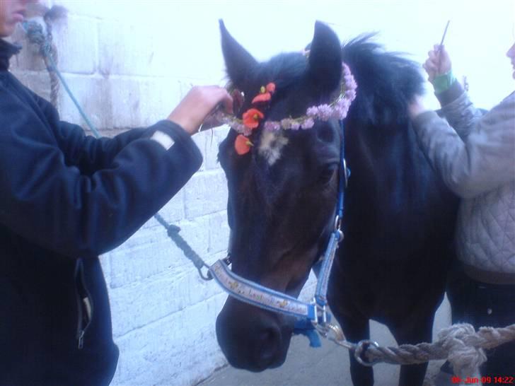 Anden særlig race Blade ( Solgt ) :( - hvor fin ;D billede 10