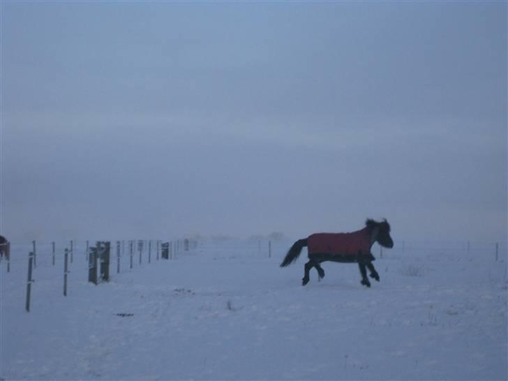 Islænder Móska frá Nylund - Móska der er lidt vild, efter at være lukket en time senere på fold, da bilen ikke kunne starte d; Foto: Mor. MÅ IKKE KOPIERES!  billede 14