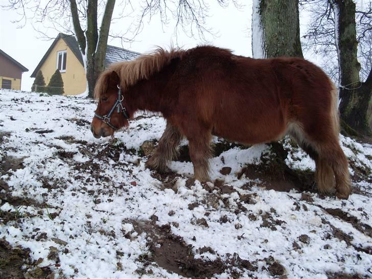 Shetlænder Valter billede 13