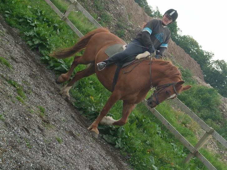 Frederiksborg Engkildegårds Fjela SOLGT billede 11