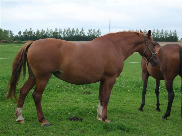 Frederiksborg Engkildegårds Fjela SOLGT billede 12