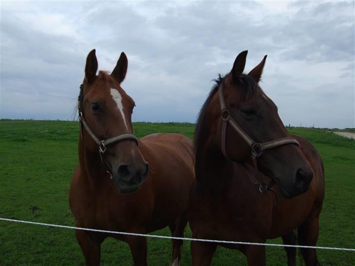 Frederiksborg Engkildegårds Fjela SOLGT billede 13