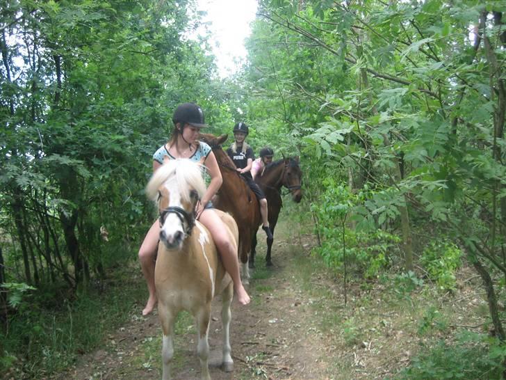 Anden særlig race Bailey  - på heden :) billede 15